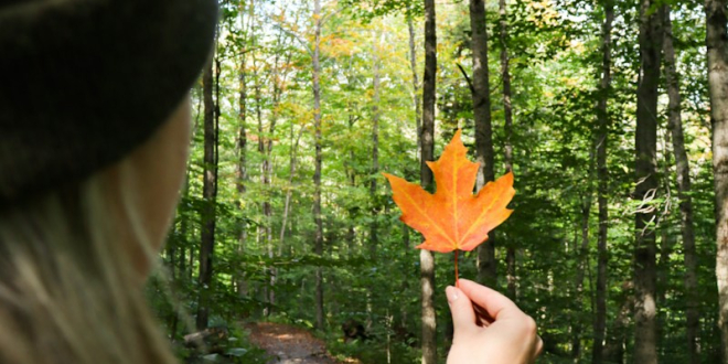 a woman holding a leaf in the woods