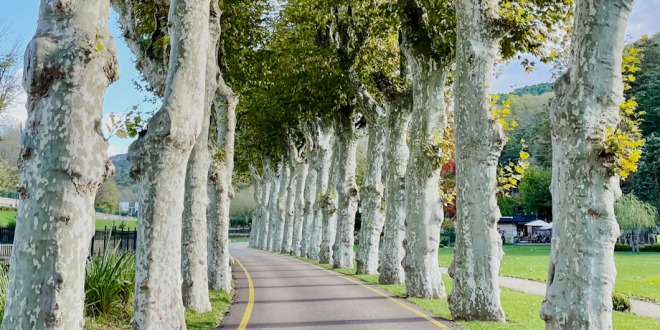 a road lined with trees on both sides of it