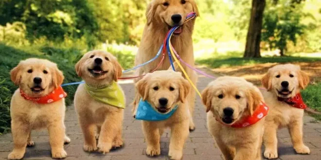 GÖBEK VE KÖPEK VE KÖPEKLİK