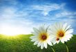 Toplumsal huzur ve sistem