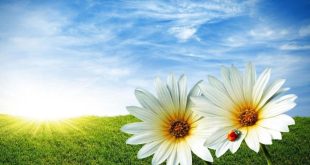 Toplumsal huzur ve sistem